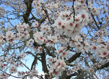 ametler_florit.jpg, 67 KB