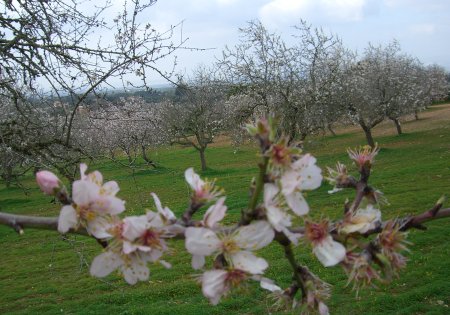 ametler_florit6.jpg, 44 KB