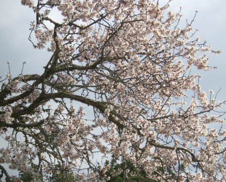 ametlerflorit4.jpg, 73 KB
