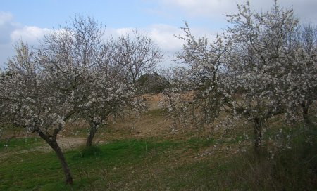 ametler_florit1.jpg, 37 KB