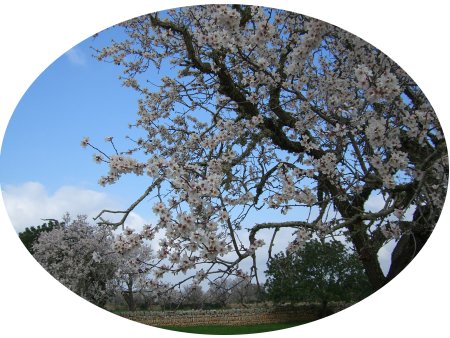 ametler_florit2.jpg, 50 KB