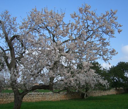 ametler_florit3.jpg, 66 KB